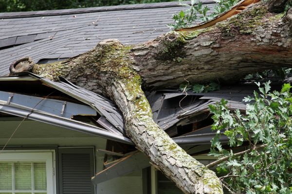 Storm Remediation in Bel Air